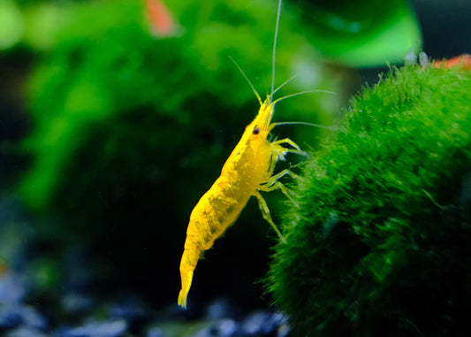 Yellow Shrimp | Single
