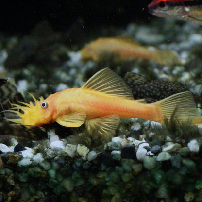 Albino Bristlenose Pleco | Single