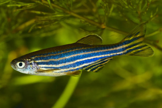 Black/Blue Zebra Danios |1-2cms | Single