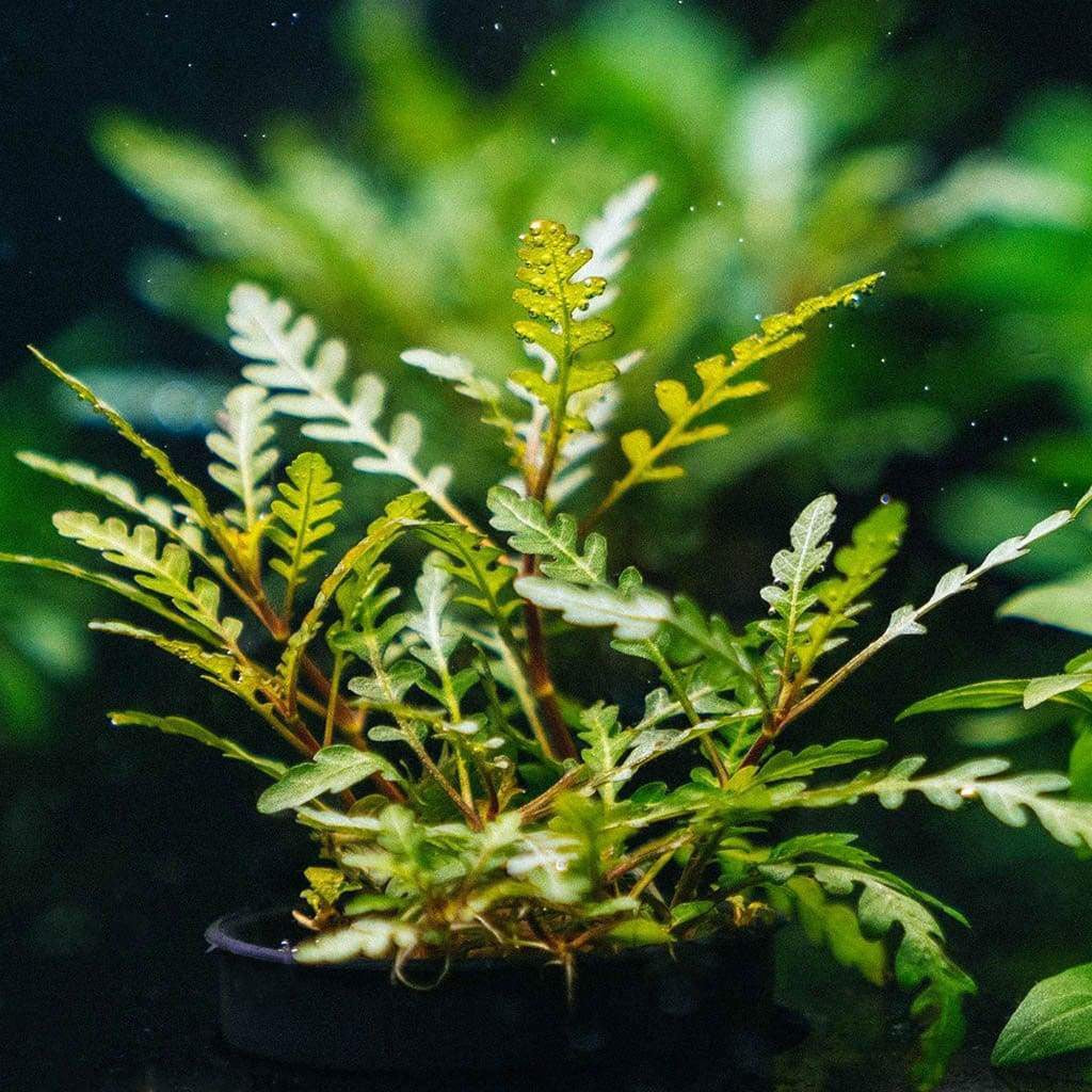 ADA TC-Hygrophila Pinnatifida UK