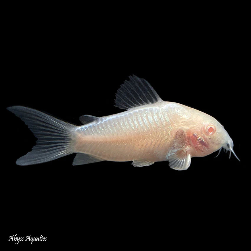 Albino Corydoras | Single