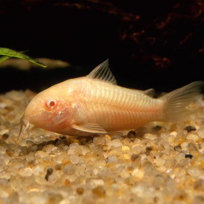 Albino Corydoras | Single