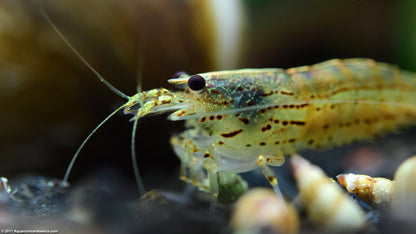 Amano Shrimp | Single