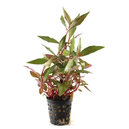 Pot Alternanthera Reineckii
