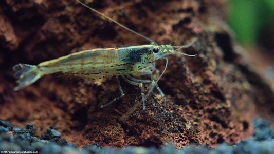 Amano Shrimp | Single