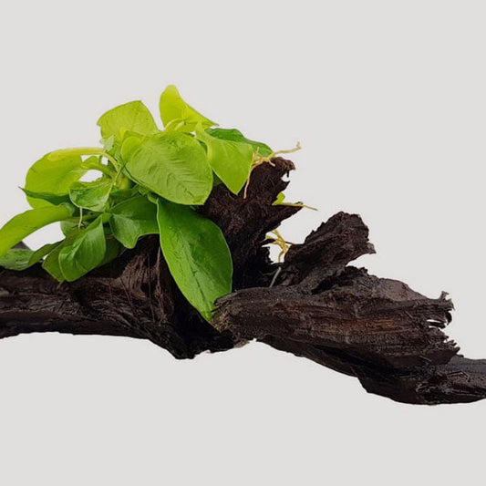 TC-Anubias Nana Gold