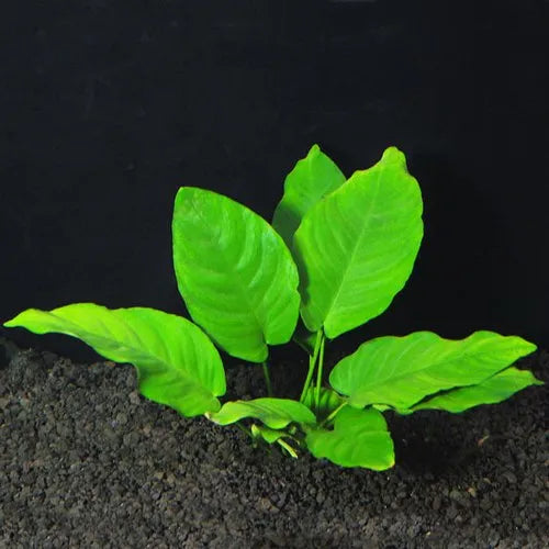 TC-Anubias Nana Gold