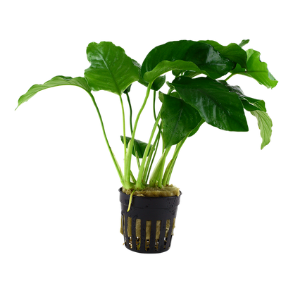 Pot - Anubias Barteri var. Barteri