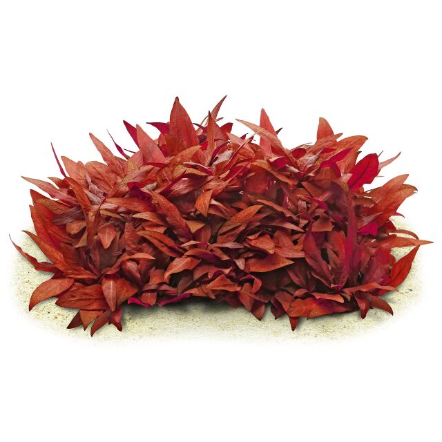 TC-Alternanthera Renickii Mini | ADA IC408