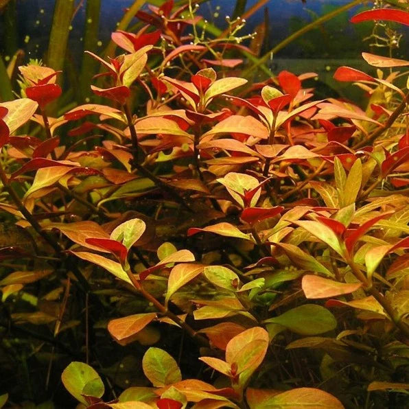 ADA TC-Ludwigia Inclinata Dark orange