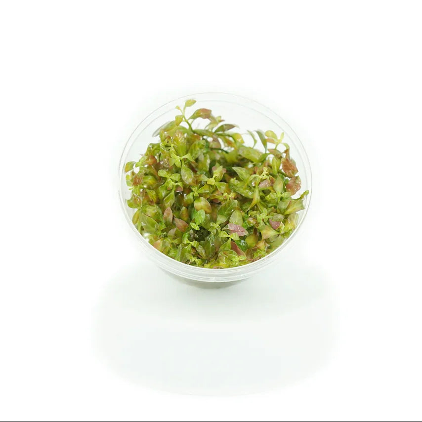 ADA TC-Ludwigia Inclinata Dark orange