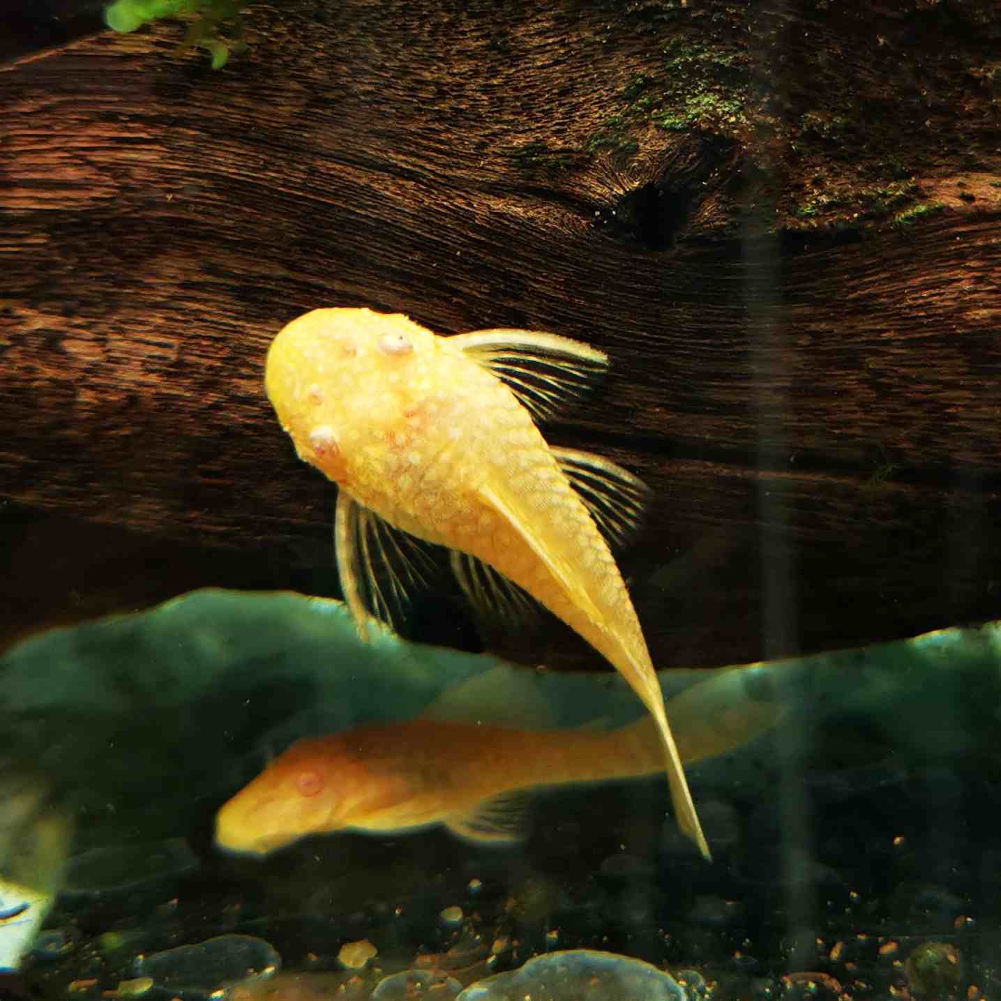 Albino Bristlenose Pleco | Single