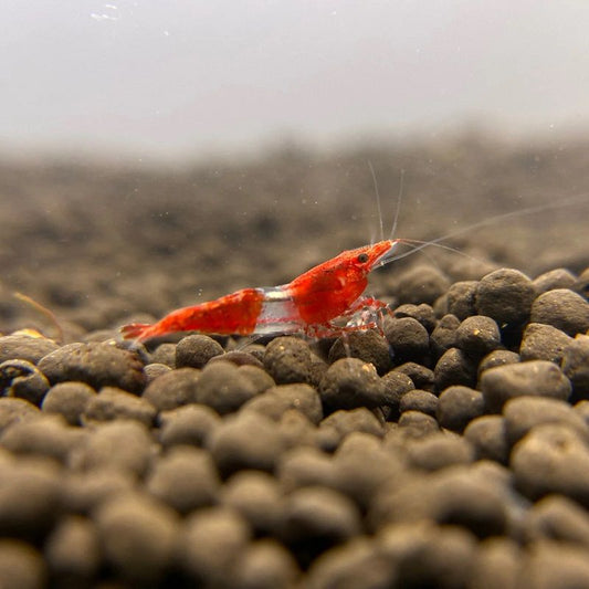 Red Rili Shrimp | Single