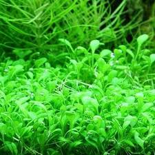 TC-Glossostigma elatinoides | ADA IC005