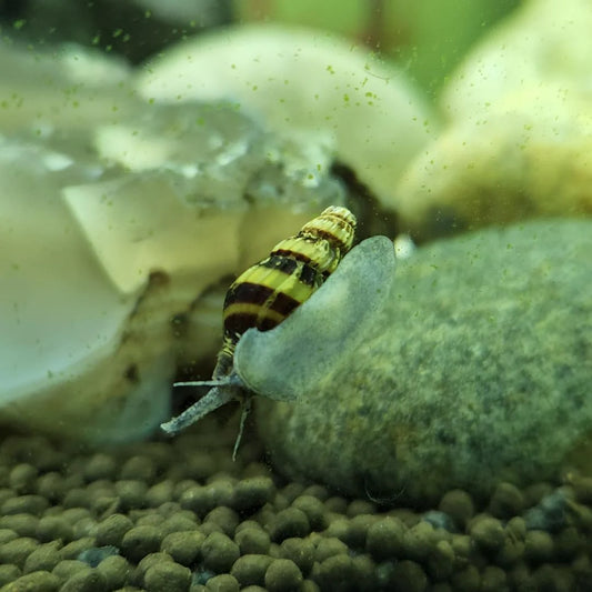 Assasin Snails