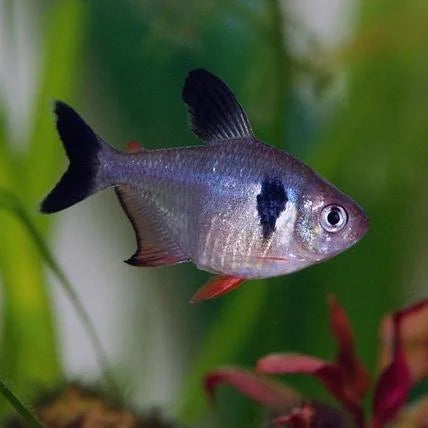 Black Phantom Tetra | Single