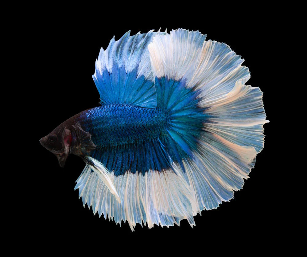White & Blue betta