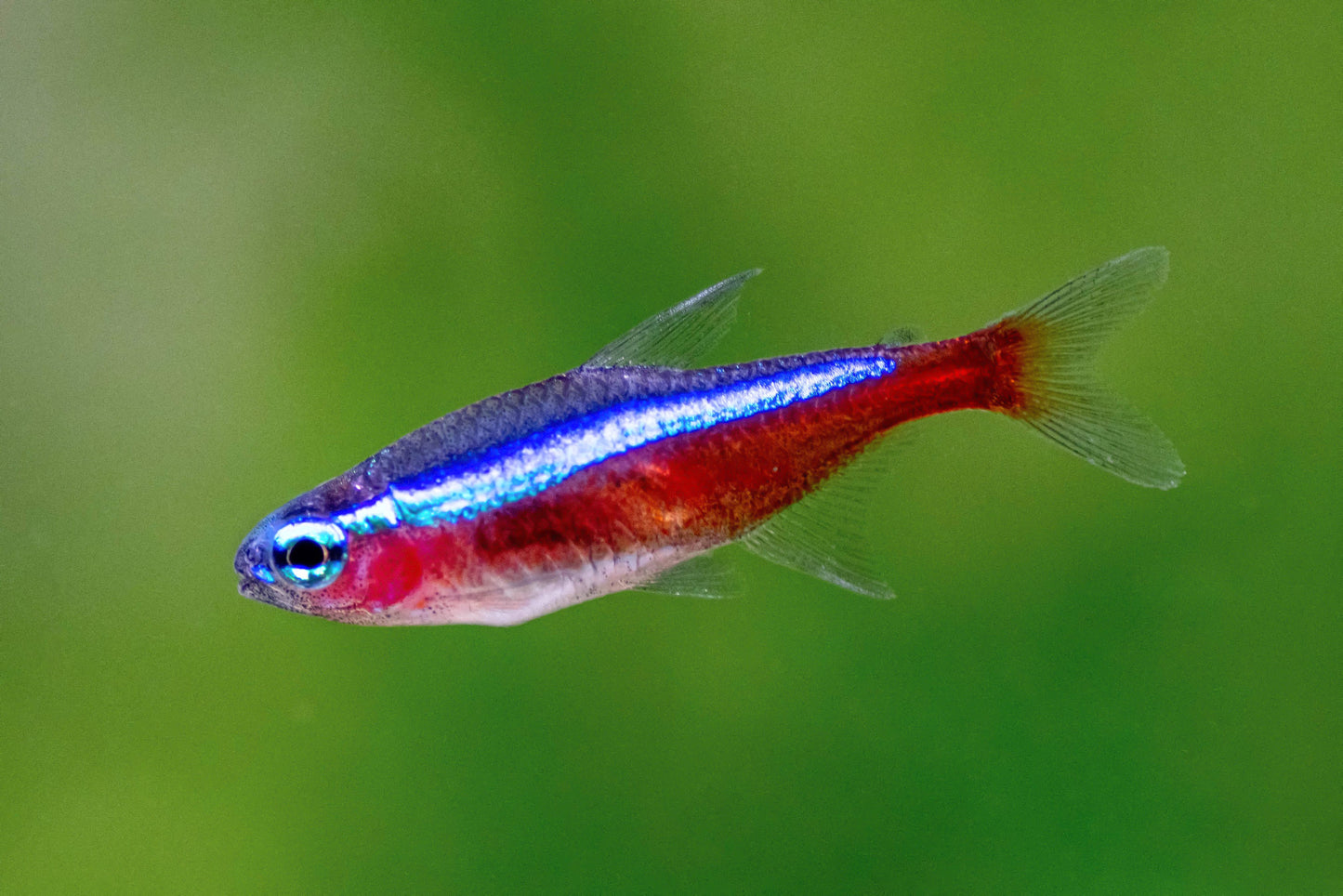Cardinal Tetra | Single
