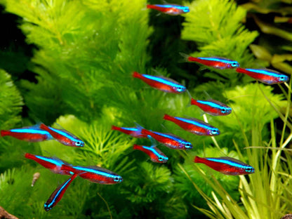 Cardinal Tetra | Single