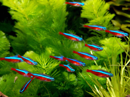 Cardinal Tetra | Single