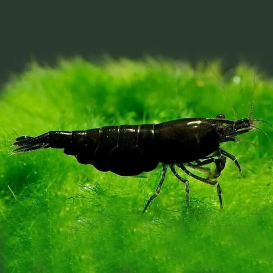 Jet Black Shrimp | Single