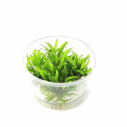 TC-Cryptocorne Wenditii Green | ADA IC092