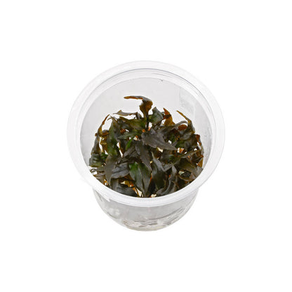 TC-Cryptocorne Wenditii Brown | ADA IC094