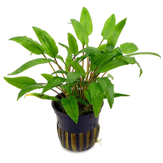 Pot Cryptocoryne Wenditii Green