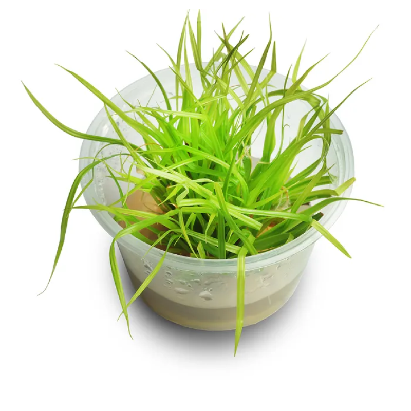 TC-Cyprus Helferi | ADA IC030