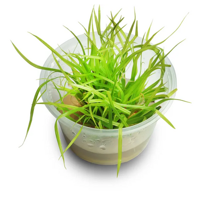 TC-Cyprus Helferi | ADA IC030