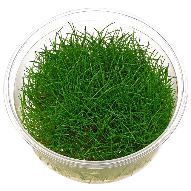 ADA TC-Eleocharis Parvula