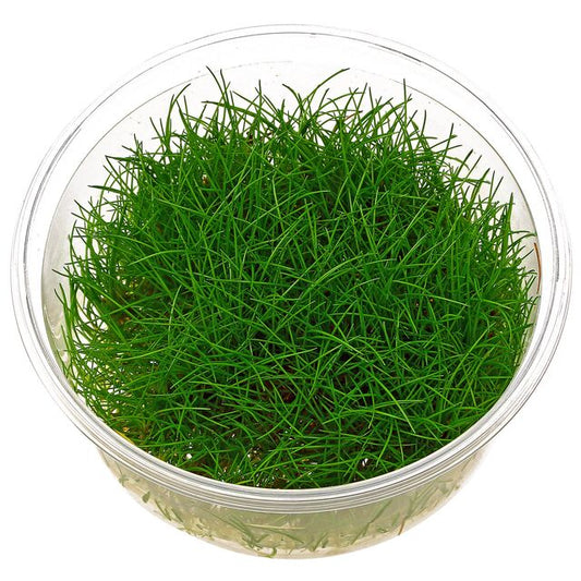 ADA TC-Eleocharis Parvula