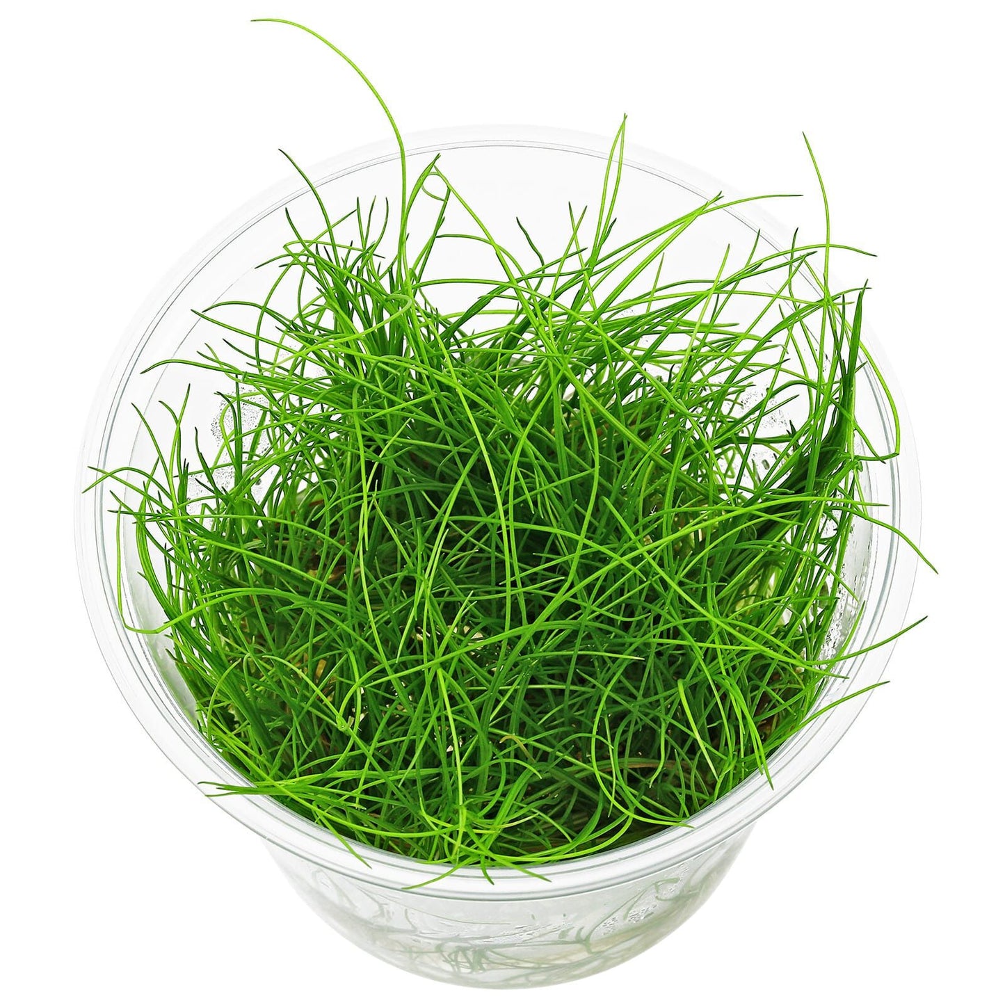 ADA TC-Eleocharis Vivipara