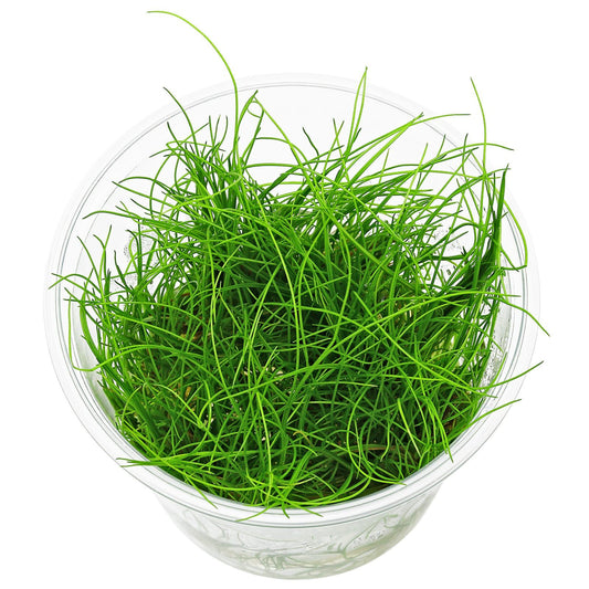 ADA TC-Eleocharis Vivipara