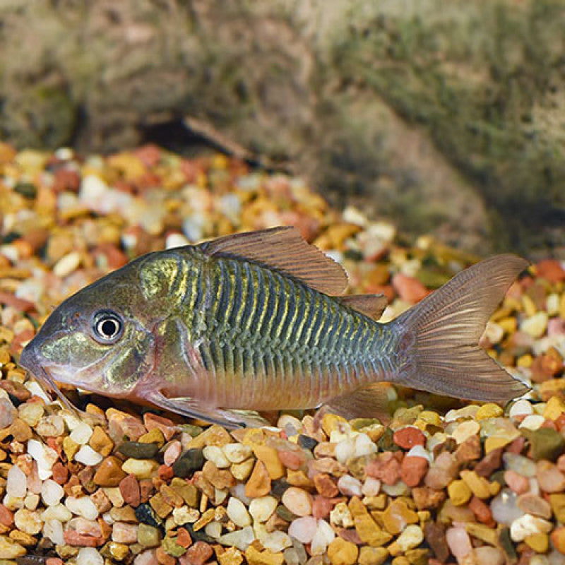 Green Corydoras | Single