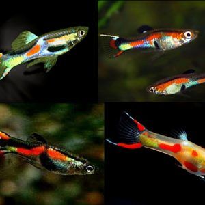 Endlr Guppy | 1-2cms | Single