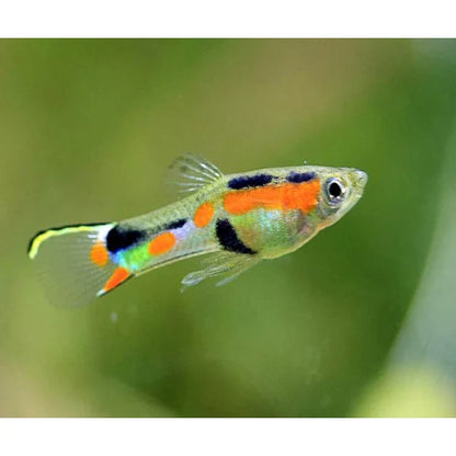 Endlr Guppy | 1-2cms | Single
