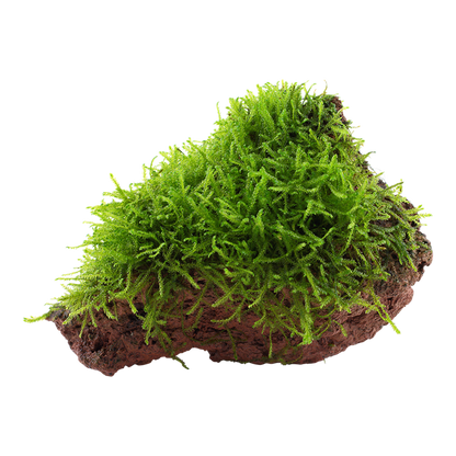 Java Moss