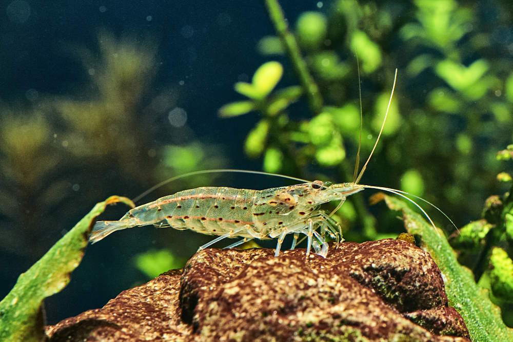 Amano Shrimp | Single