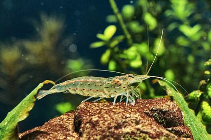 Amano Shrimp | Single
