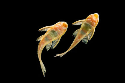 Albino Suckermoth | Single