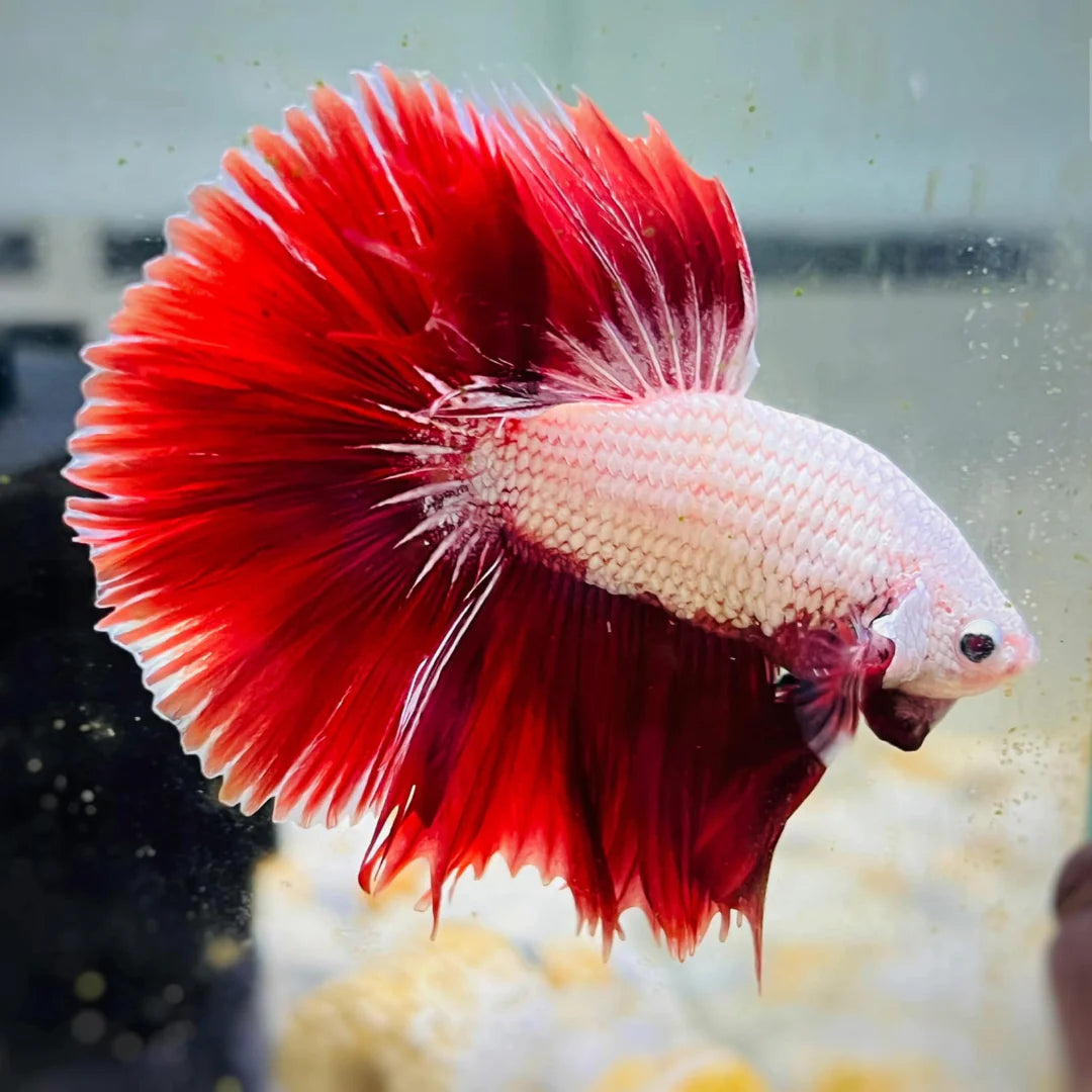 White Red Betta fish