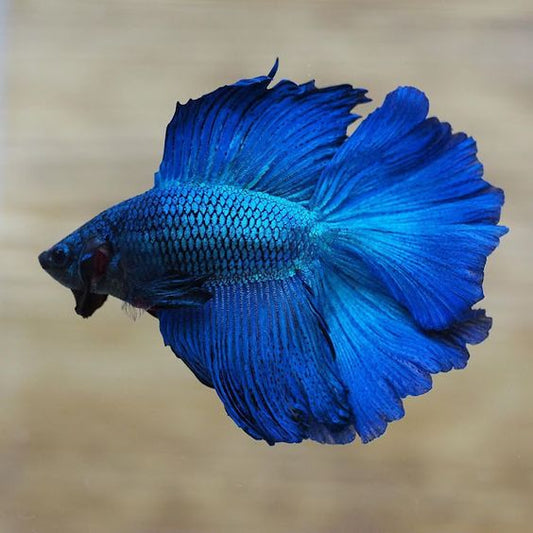 Royal Blue Betta fish