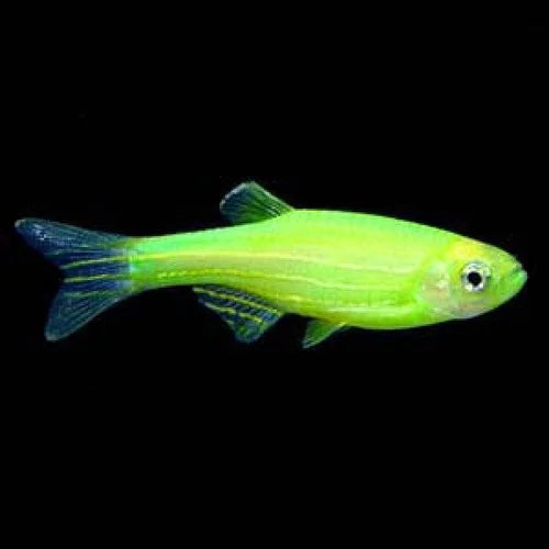 Green Zebra Danios |1-2cms | Single