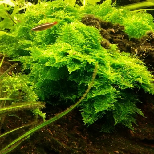 Christmas Moss