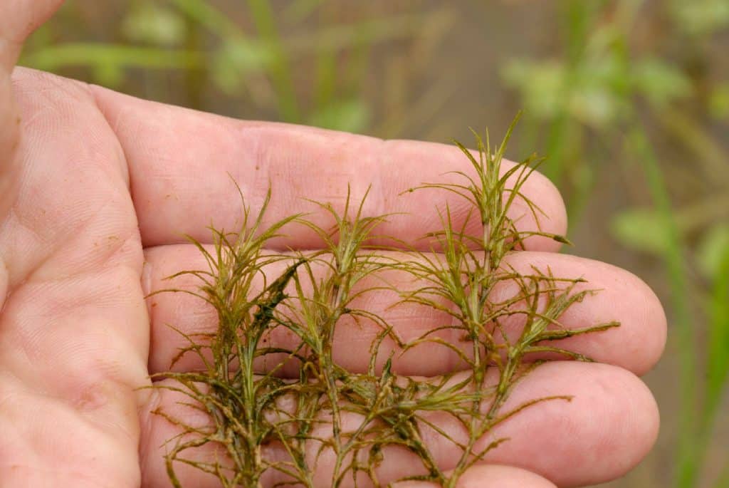 Guppy grass