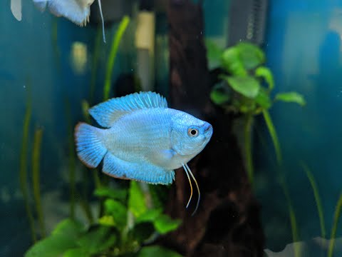 Neon Blue Gourami | Single