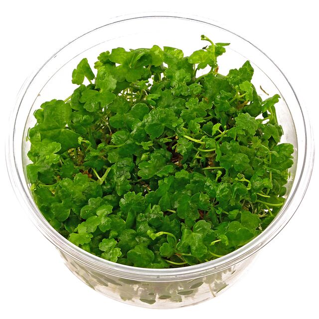 TC-Hydrocotyle Tripartita | ADA IC014