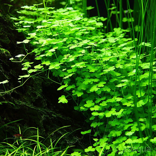 TC-Hydrocotyle Tripartita | ADA IC014