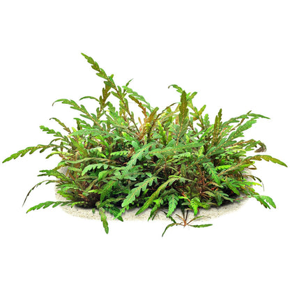 ADA TC-Hygrophila Pinnatifida UK